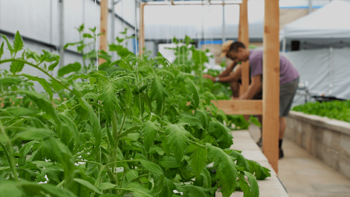A close-up of produce grown in our sustainable agriculture center using aquaponics