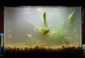 how-to-prevent-cloudy-water-in-an-aquarium