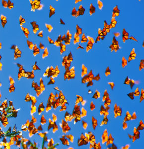 Butterfly-Fall-sky-2_2