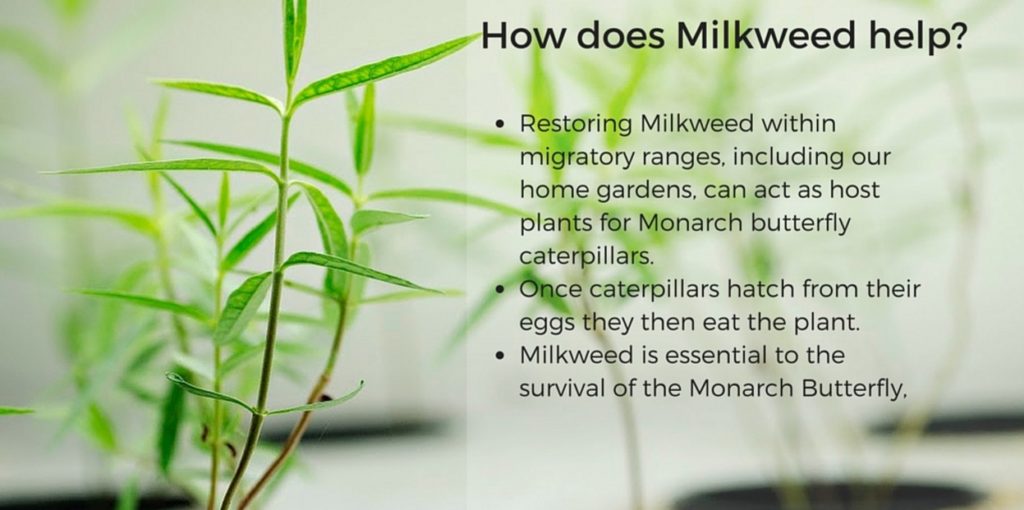 How does milkweed help