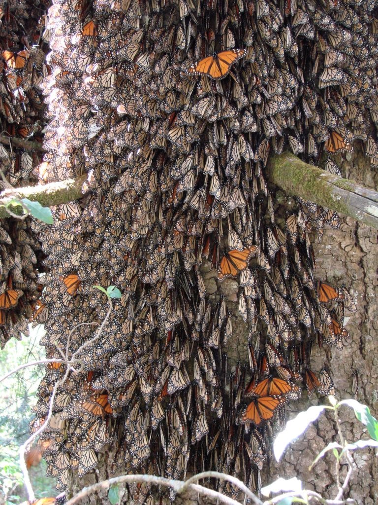 Monarchs on trees