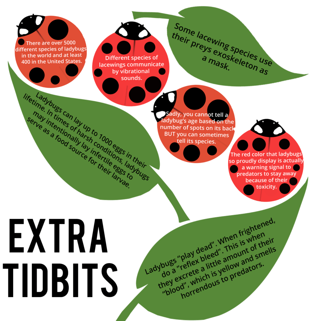 ExtraTidbitsLadybugs