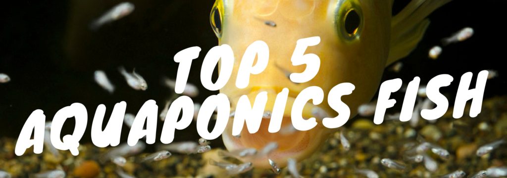 top-5aquaponics-fishjpg