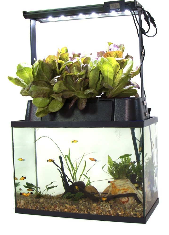 ECO Cycle Aquaponics Kit - ECOLIFE Conservation