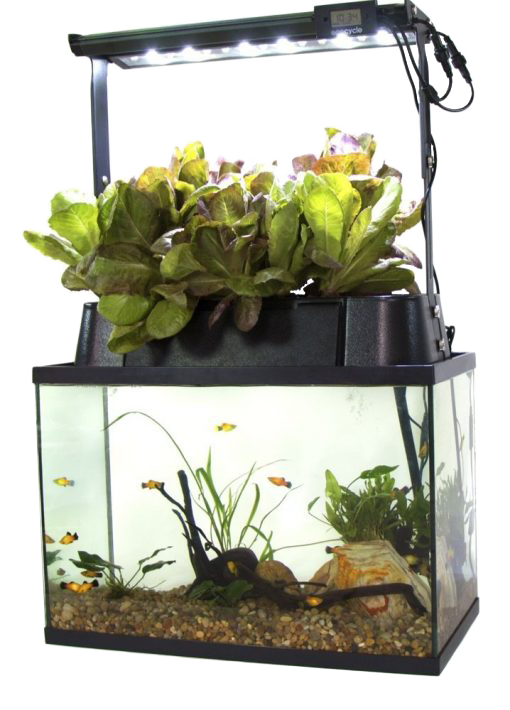 ECO-Cycle Aquaponics Kit - ECOLIFE Conservation