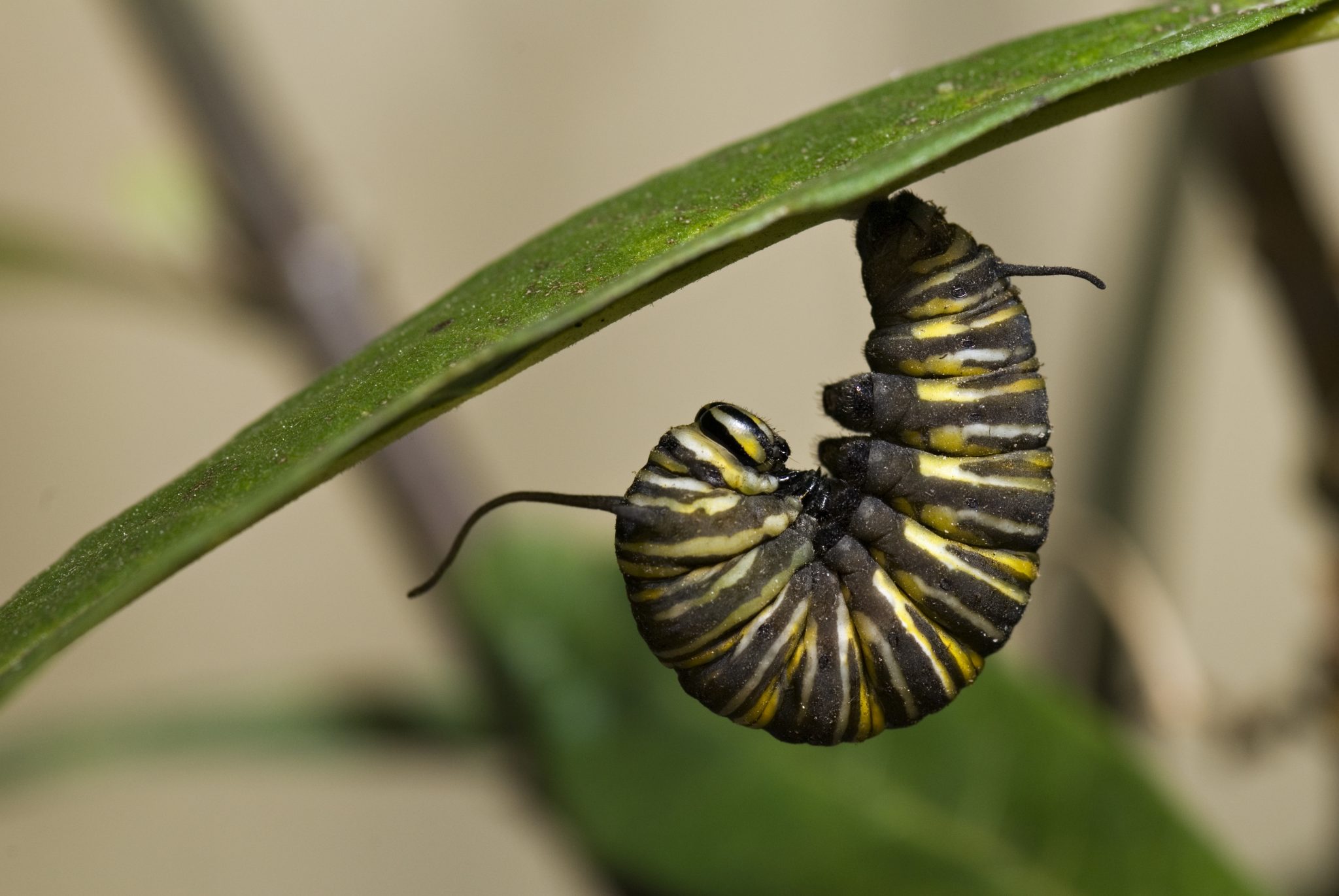 Caterpillar Hanging On Leaf