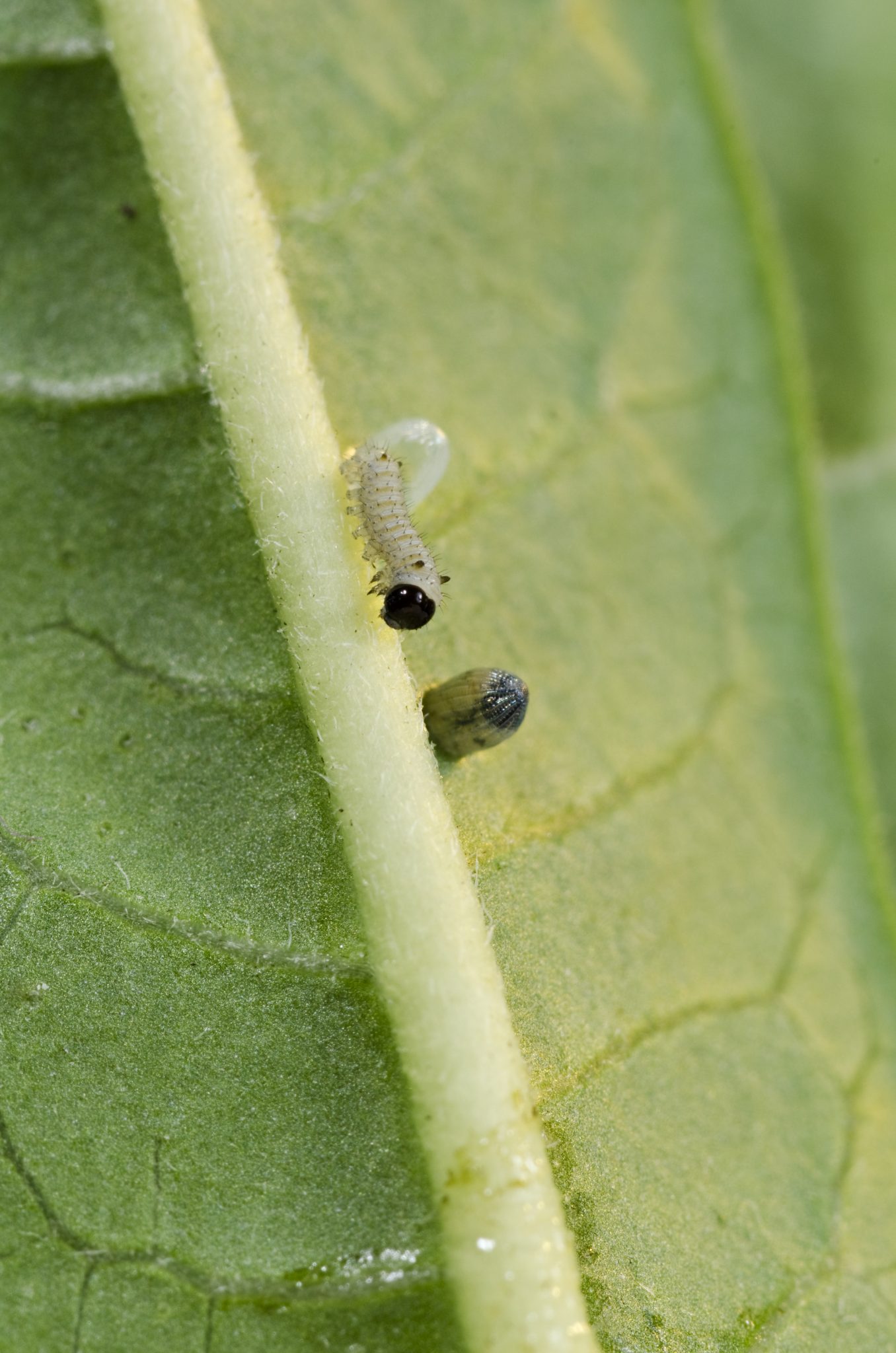 Hatching Caterpillar