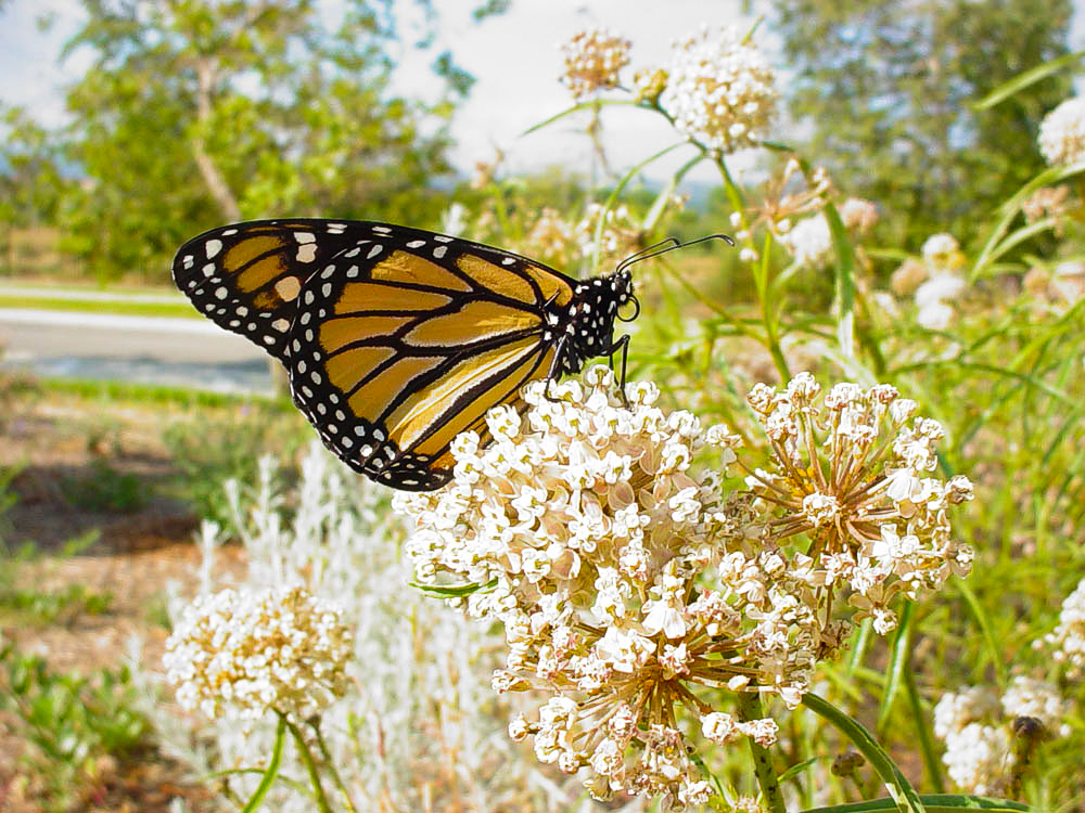 Monarch butterfly on Narrow leaf milkweed