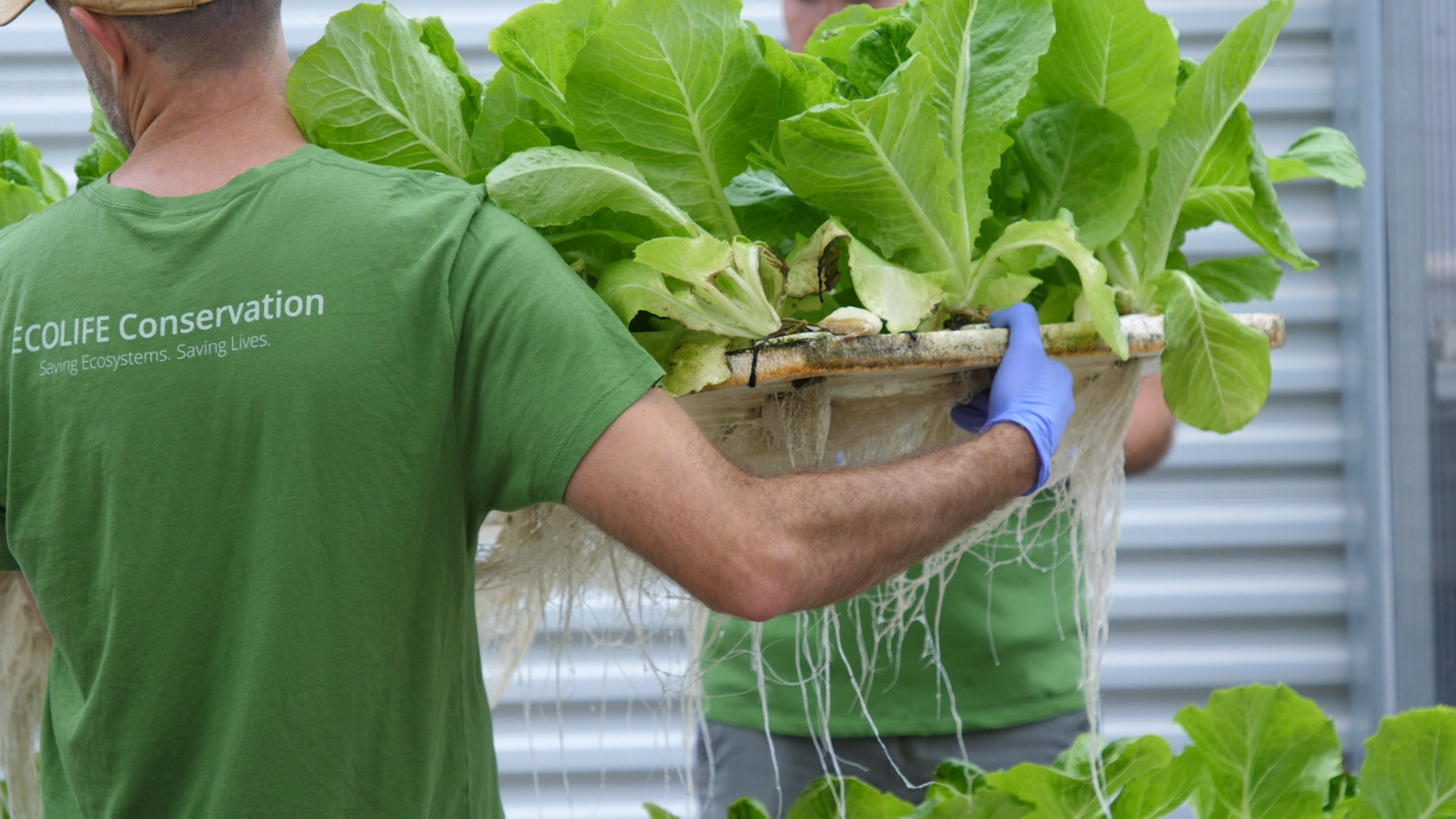 aquaponic systems