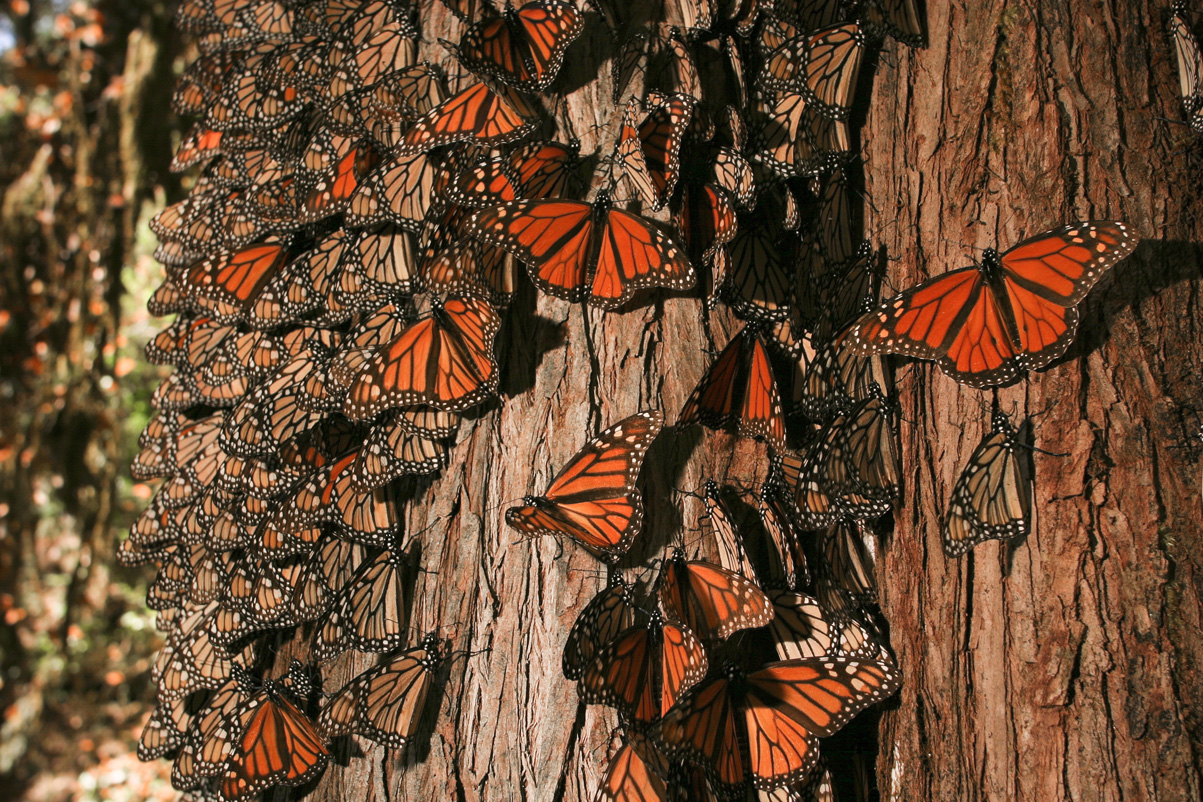 The Monarch Butterfly and Day of the Dead - ECOLIFE Conservation