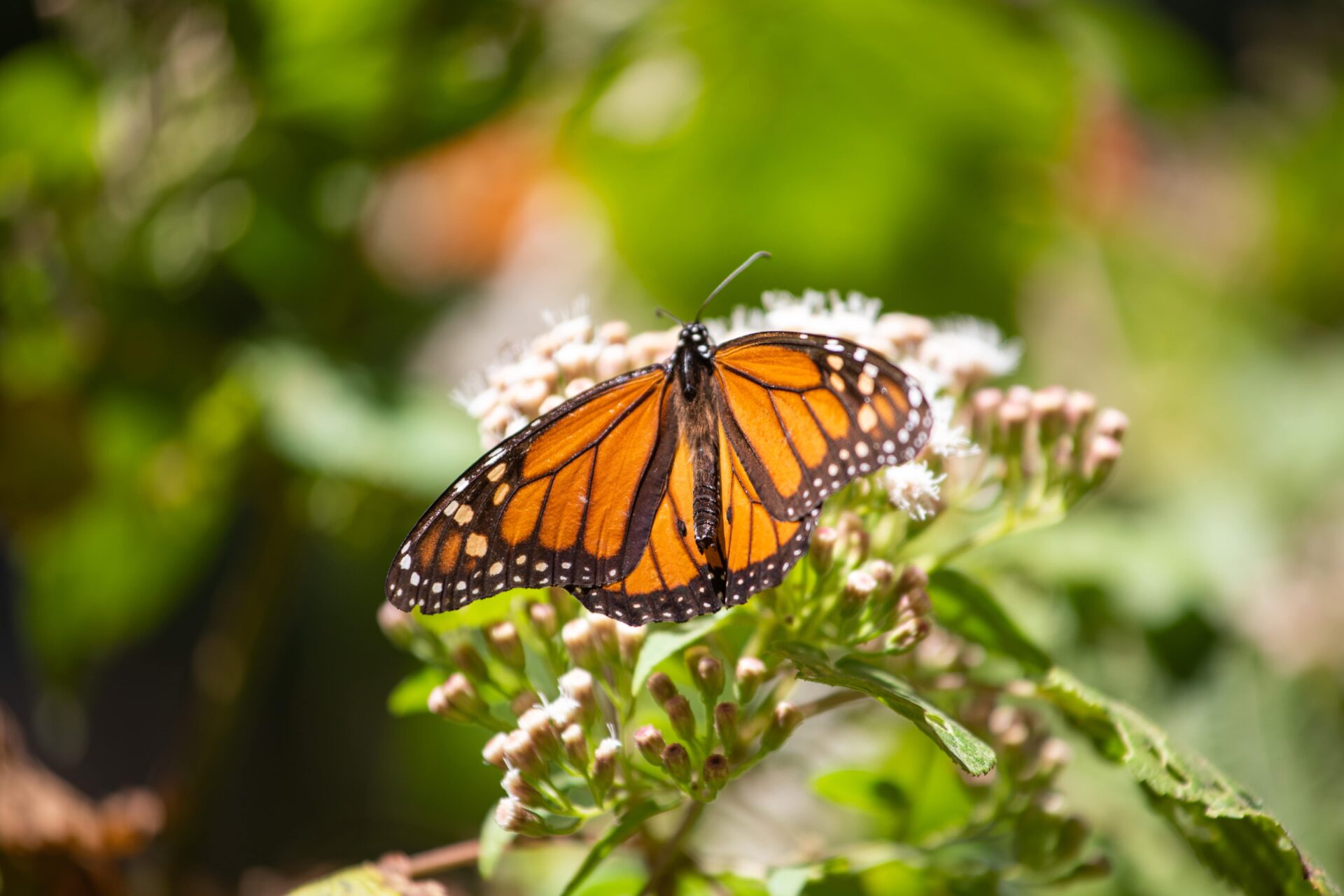 Cause-related marketing