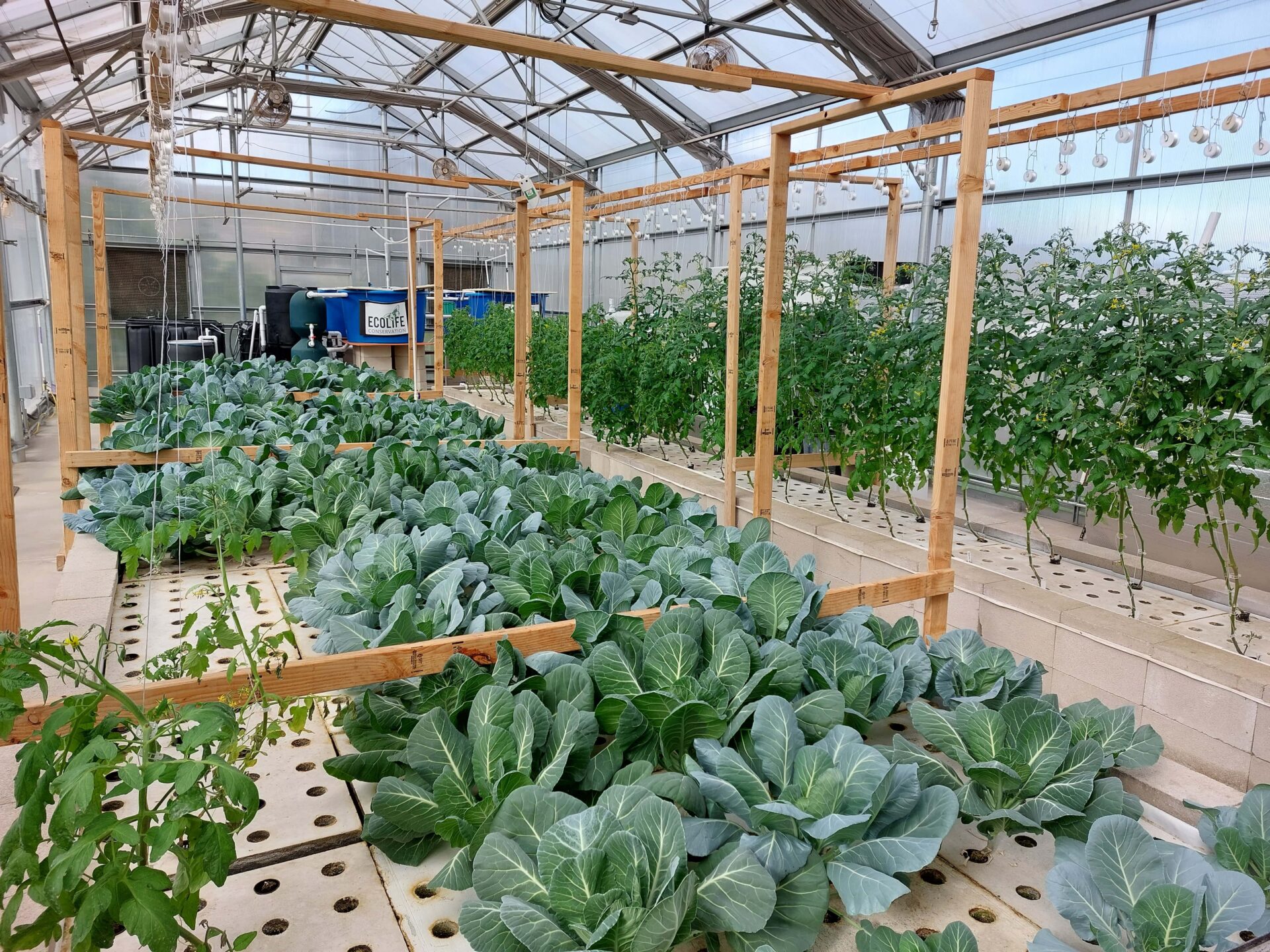 Green plants grown using ECOLIFE's aquaponics system for sustainable agriculture.