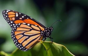 save the monarchs