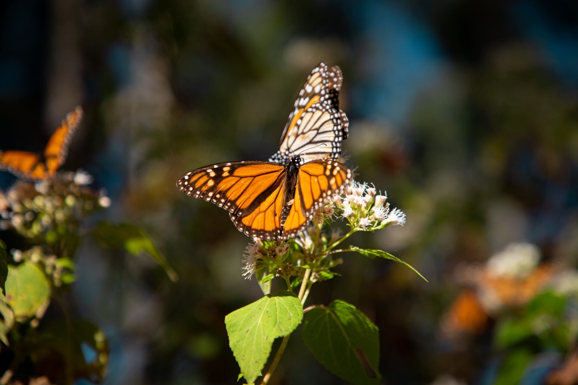 The Monarch Butterfly and Day of the Dead - ECOLIFE Conservation