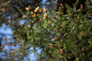 Monarch butterflies settling on oyamel fir branches in the Monarch Butterfly Biosphere Reserve.