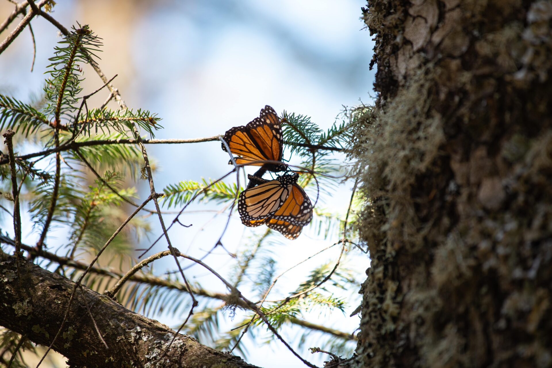 how to help monarch butterflies