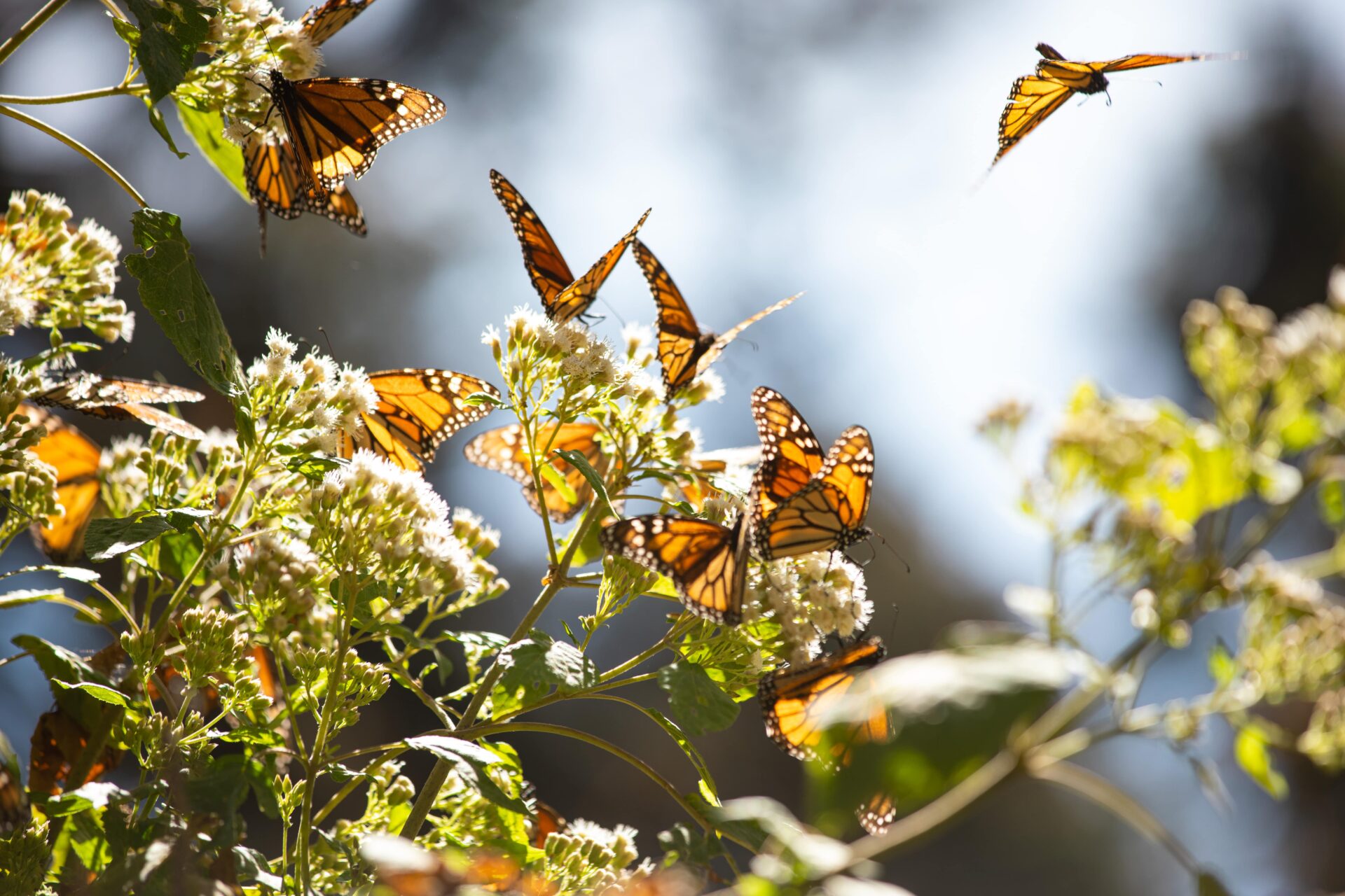Monarch butterflies flying around oyamel fir branches in the sunshine.