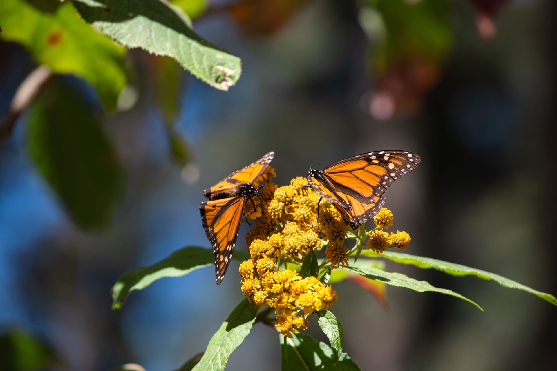 monarch butterfly population