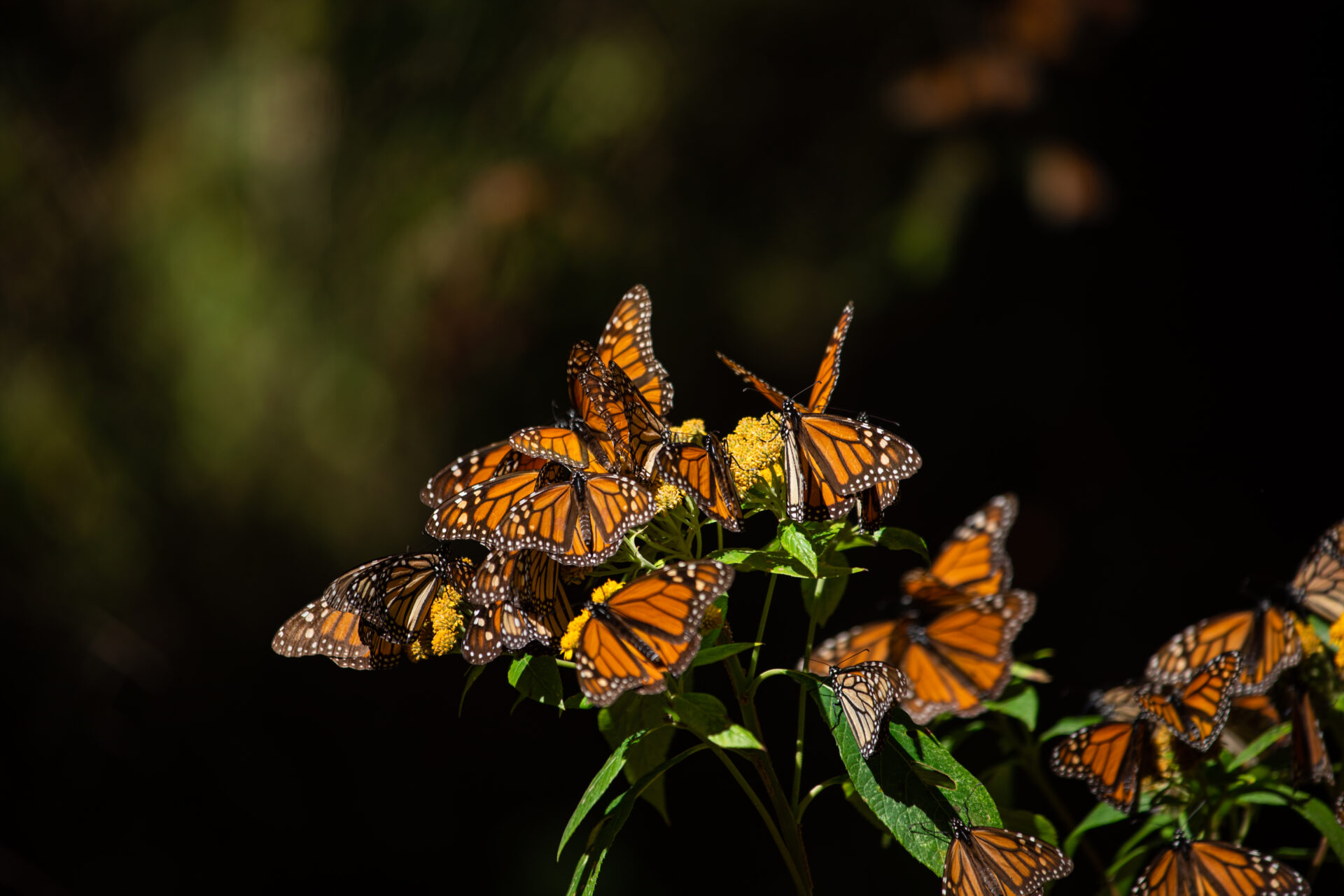 Close up shot of multiple monarch butterflies sitting on a flower.