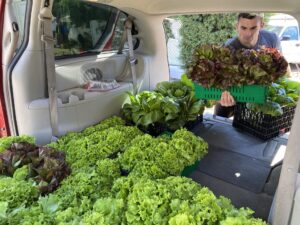 Connor loading a variety of green produce into the back of a vehicle