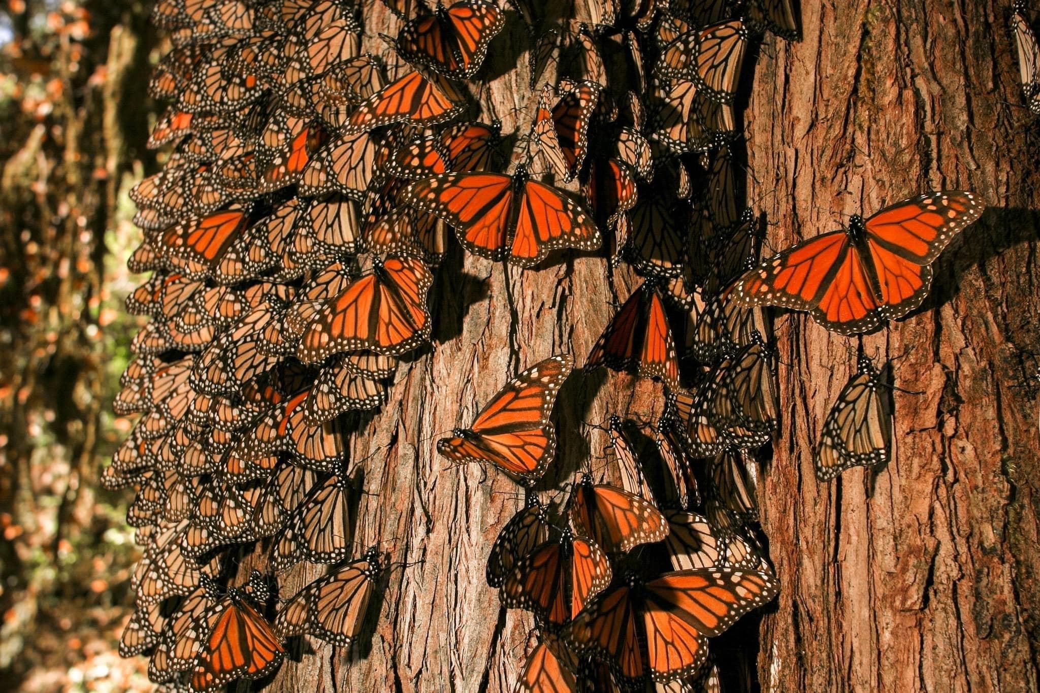 Hundreds of monarch butterflies settling on an oyamela fir tree for warmth in the Monarch Butterfly Biosphere Reserve.