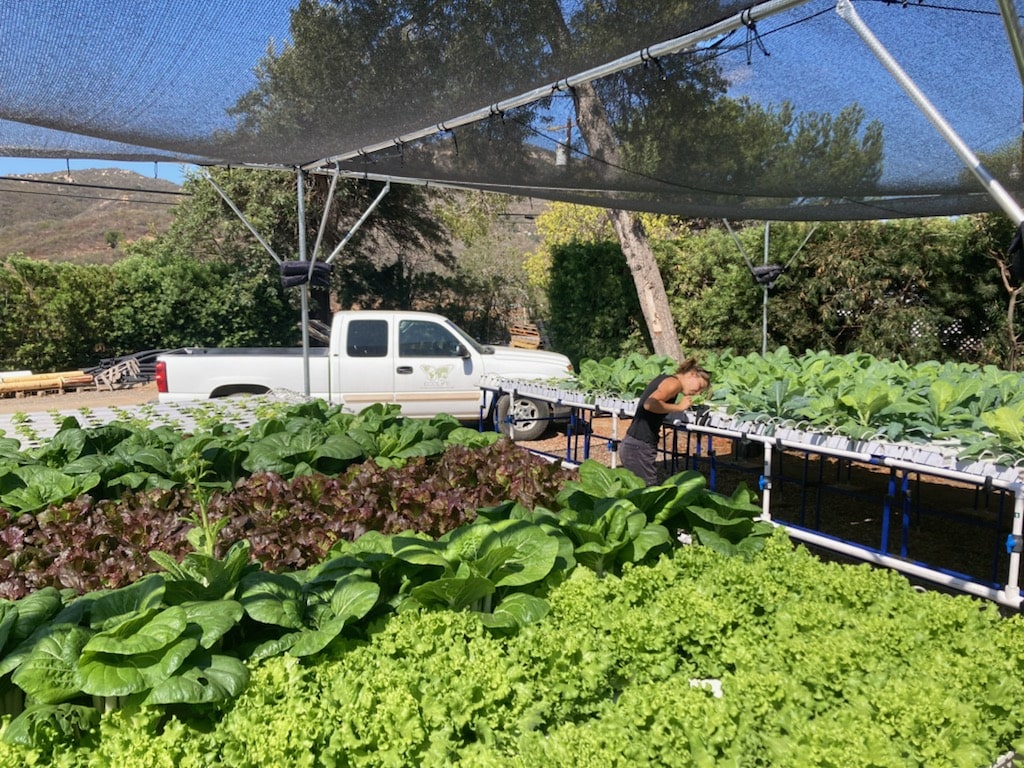 A variety of green plants grown by ECOLIFE's aquaponics system